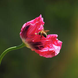 Opium Poppy Investigator by Joe Schofield
