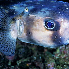 Portrait of a Freckled Porcupinefish by Sami Sarkis Photography