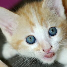 Portrait of a russet kitten by Sami Sarkis Photography
