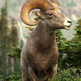 Portrait Of Majesty by Adam Jewell