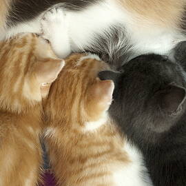 Portrait of three kitten cats sucking the breast of their mother by Sami Sarkis Photography