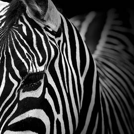 Portrait of Zebra in black and white V by Lukas Holas