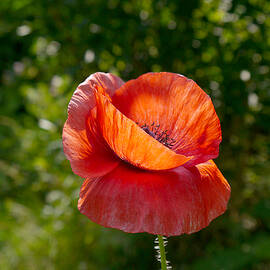 Power of Light by Richard Reeve