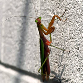 Praying Mantis by Flees Photos