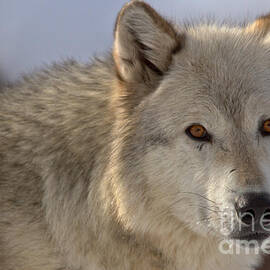 Predator Intensity by Adam Jewell