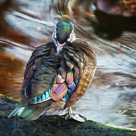 Preening Wood Duck Hen by Bill and Linda Tiepelman