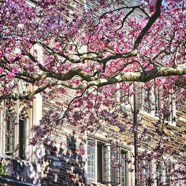 Princeton University Springtime Celebration  by Olivier Le Queinec