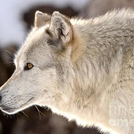Profile Of A Montana Predator by Adam Jewell