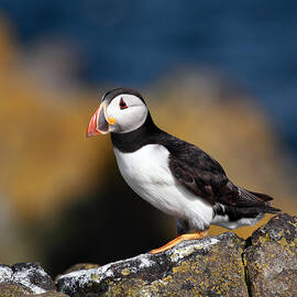 Puffin by Grant Glendinning