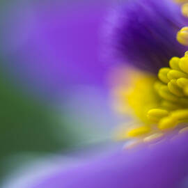 Pulsatilla by Silke Magino