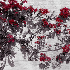 Pulse of Life by AM FineArtPrints