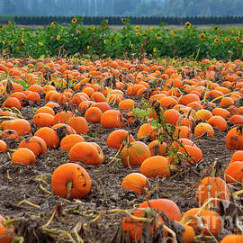 Pumpkin Patch by Bruce Block