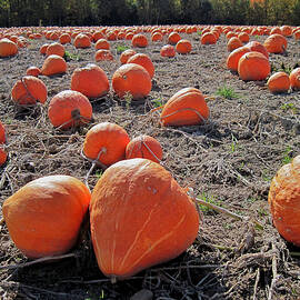 Pumpkins of an Imperfect World by Mary Lee Dereske