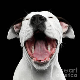 Puppy laughs by Sergei Taran