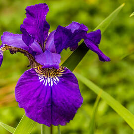 Purple Beauty by Ed Clark