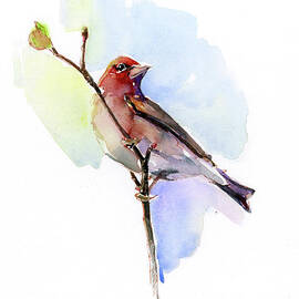 Purple finch by John Keeling