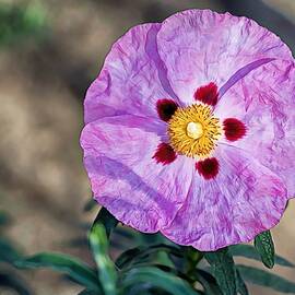 Purple Rockrose by Alison Frank