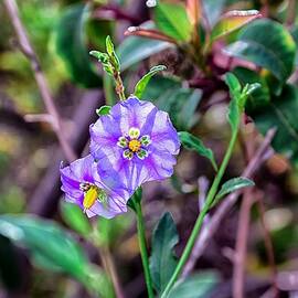 Purple Flower Family by Alison Frank