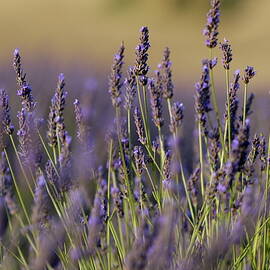 Purple flowers in a lavender field during summer by Sami Sarkis Photography
