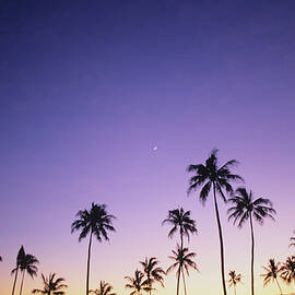 Purple Sky Palms by Peter French - Printscapes