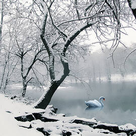 Quiet Grace by Jessica Jenney