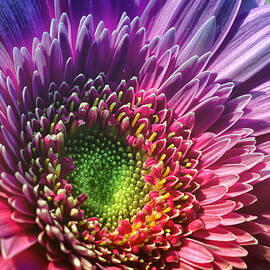 Rainbow Daisy by Bill and Linda Tiepelman