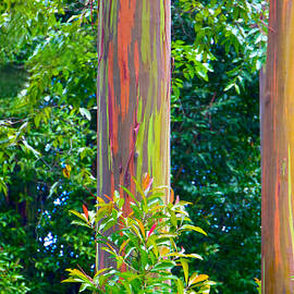Rainbow eucalyptus Hawaii by Waterdancer 