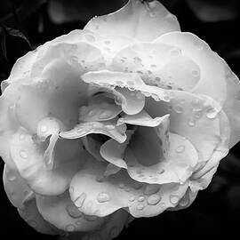 Raindrops on Roses by Alison Frank