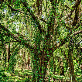 Rainforest by Kelley King