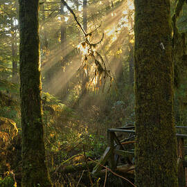 Rainforest Lightbeams by Adam Jewell