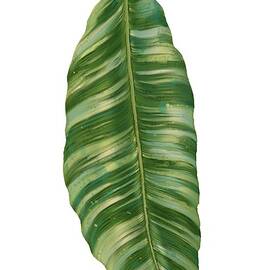 Rainforest Resort - Tropical Banana Leaf  by Audrey Jeanne Roberts