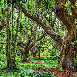 Rainforest Trees by Kelley King