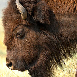 Roaming In Thought by Adam Jewell