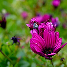 Raw Silk by Rona Black