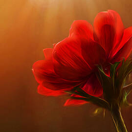 Reaching by Mary Jo Allen