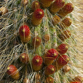 Ready to Pop by Kelley King