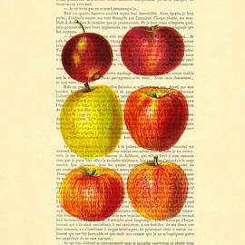 Red apples still life vintage illustration by Madame Memento