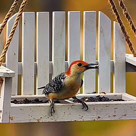 Red Bellied on Swing - 5 by Bill and Linda Tiepelman