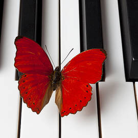 Red Butterfly On Piano Keys by Garry Gay