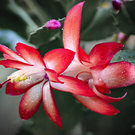 Red Christmas Cactus by Jean Noren