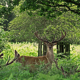 Red Deer Stag by Rona Black