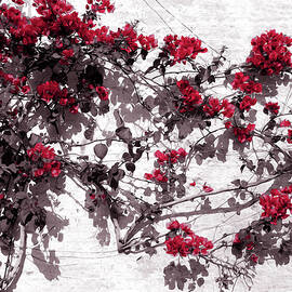 Red Flowers on White Walls by AM FineArtPrints