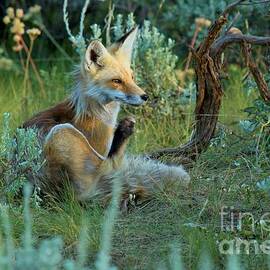 Red Fox Camoflage by Adam Jewell