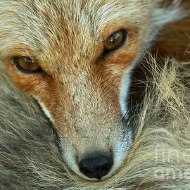 Red Fox Eyes by Adam Jewell