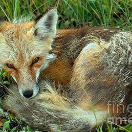 Red Fox Nap by Adam Jewell