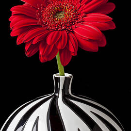 Red Gerbera Daisy by Garry Gay