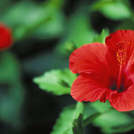 Red Hibiscus by Allan Seiden - Printscapes