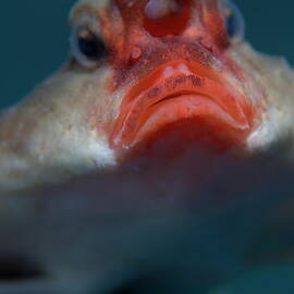 Red-lipped batfish by Sami Sarkis Photography