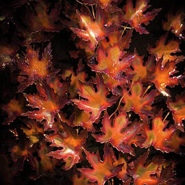 Red Maple Leaves by Louis Dallara