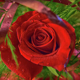 Red Rose is for Love by Tatiana Travelways